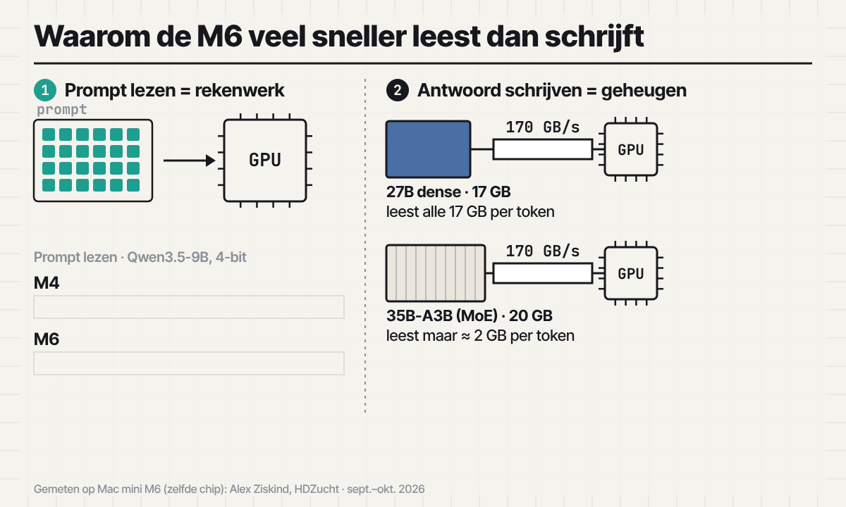 Animatie: de M6 leest prompts 3,5× sneller dan de M4, maar per token moeten alle actieve gewichten uit het geheugen